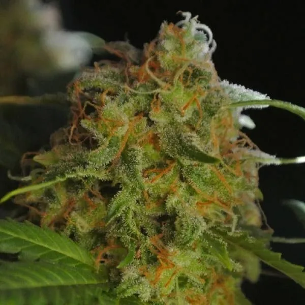 Sumo's Big Bud — image 3