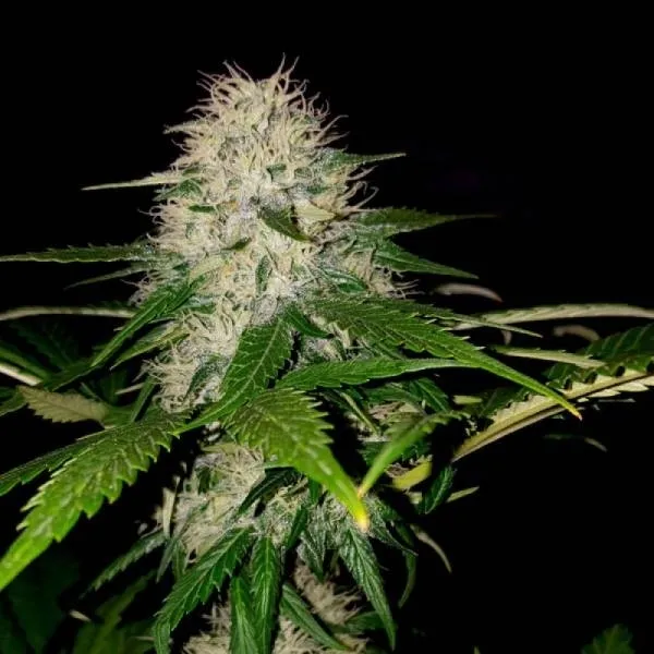 Sumo's OG Kush — image 2
