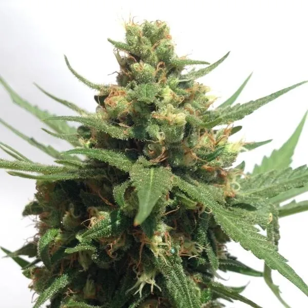 Sumo's OG Kush Auto — image 2