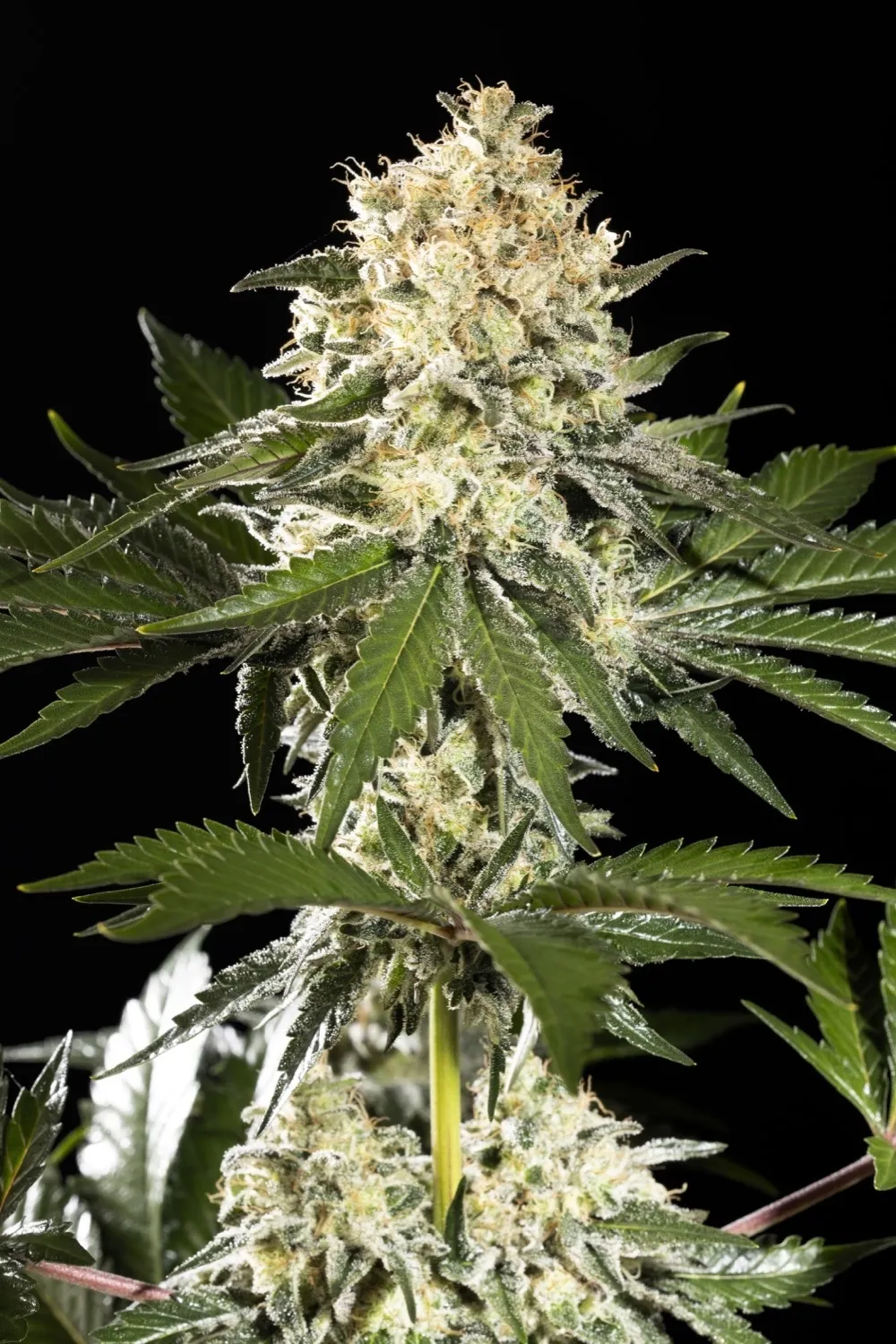 Sunset Sherbet Go Fast — image 2