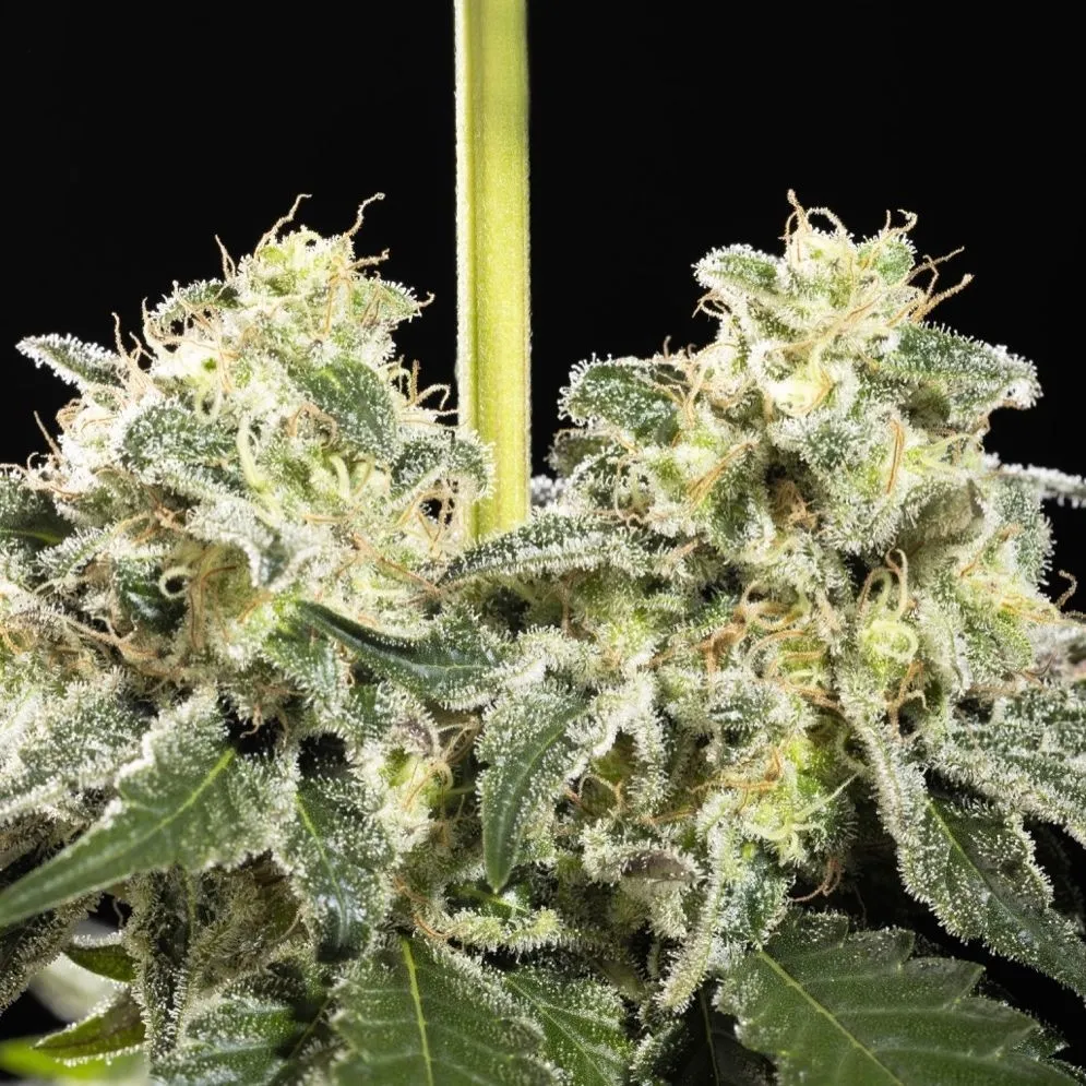 Sunset Sherbet Go Fast — image 3