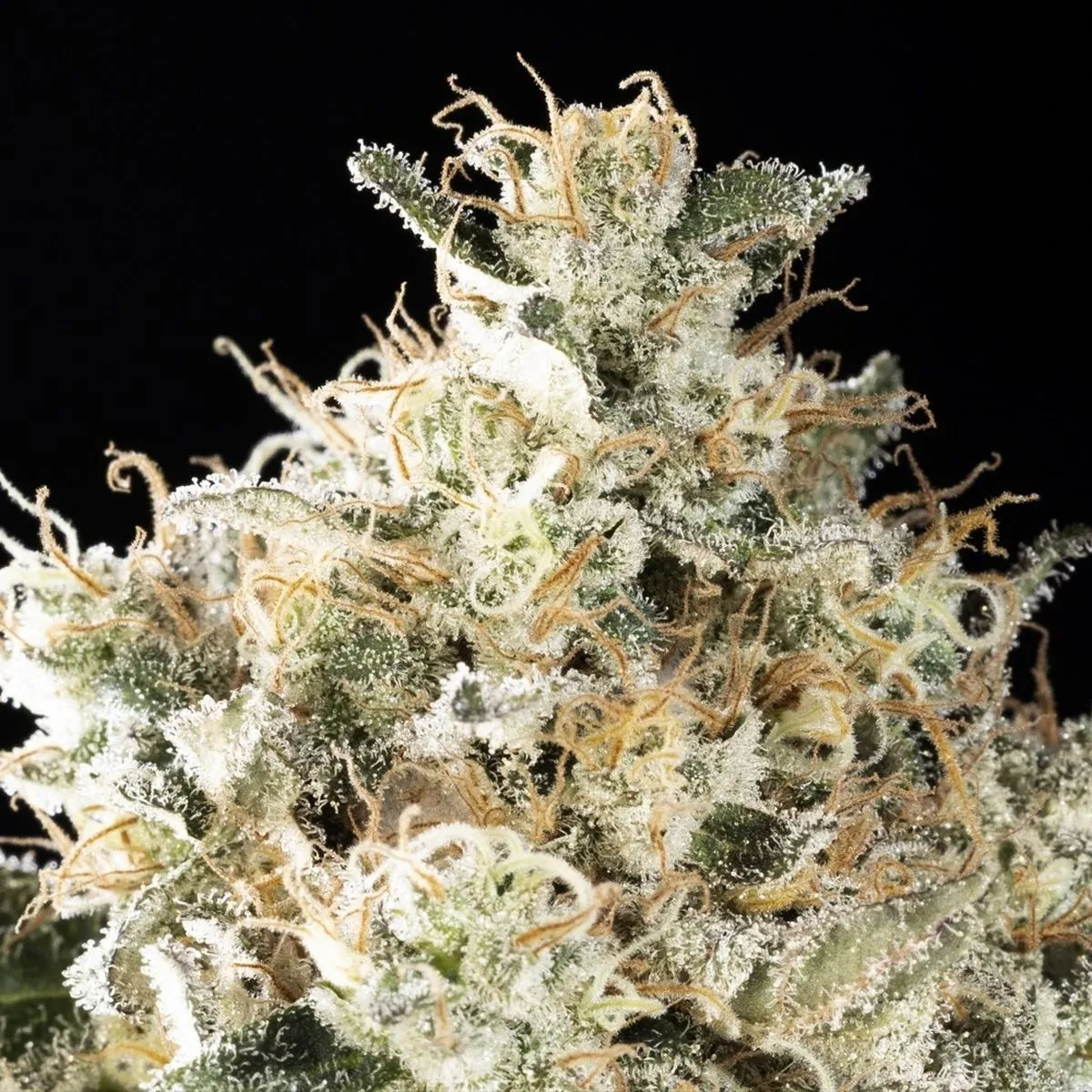 Sunset Sherbet Go Fast — image 4