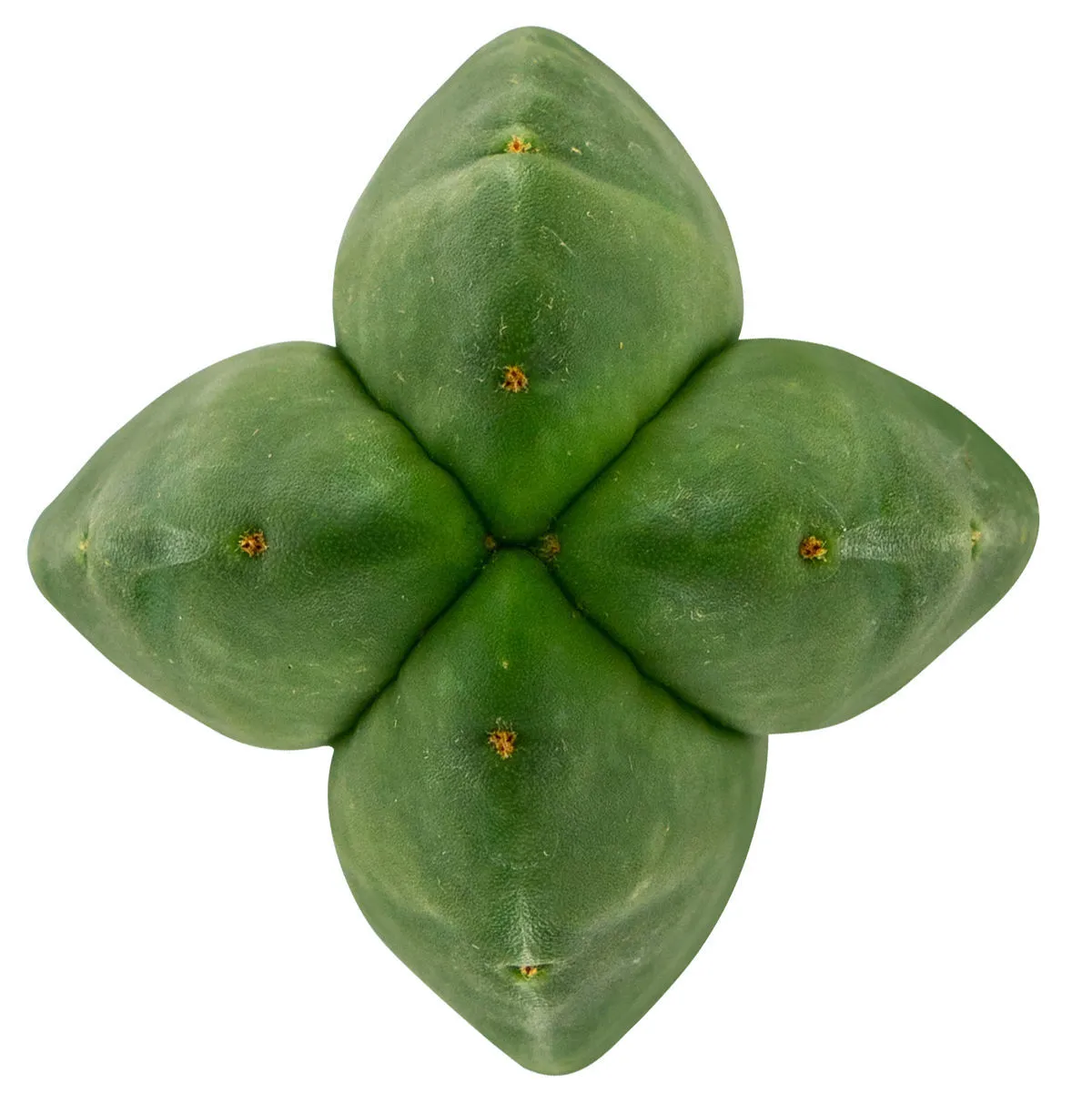 Super Pedro - 4 côtes (Echinopsis scopulicola) — image 2