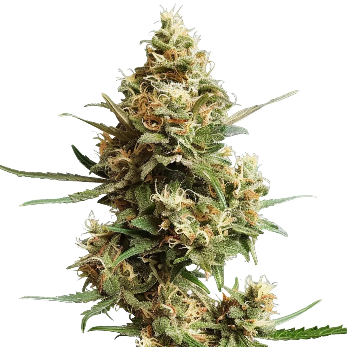 Super Silver Haze — image 2