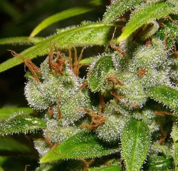 Super Silver Haze — image 2
