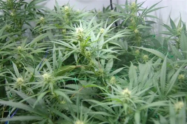 Super Silver Haze — image 3