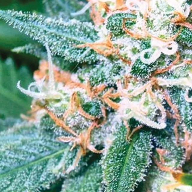 Super Skunk — image 2