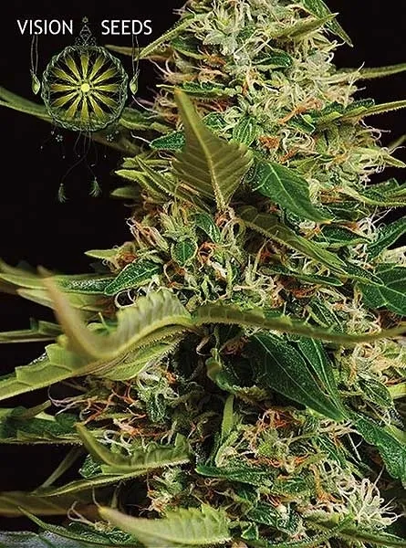 Super Skunk Autoflowering — image 2
