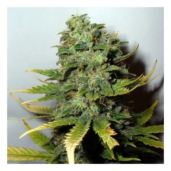 Super Skunk — image 2