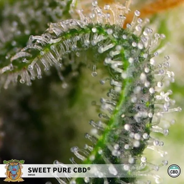 Sweet Pure CBD — image 2