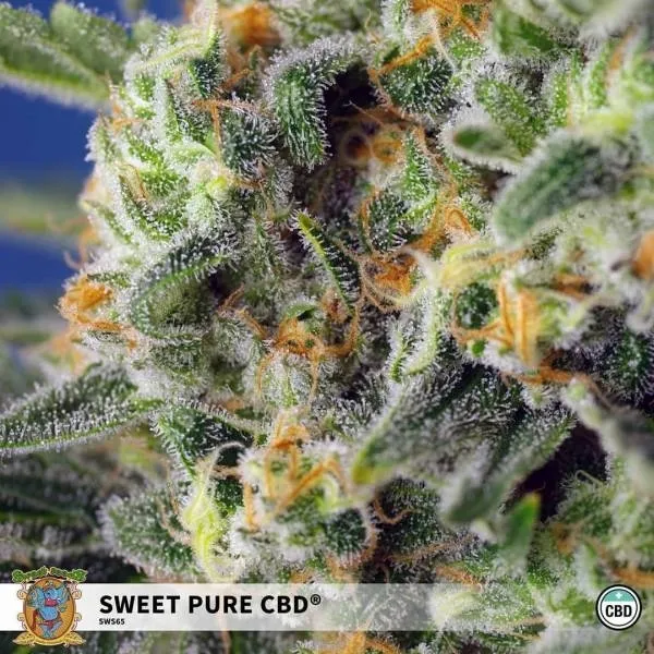 Sweet Pure CBD — image 3