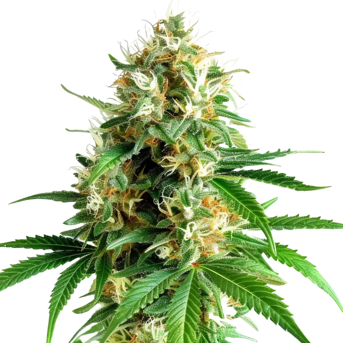 Tangerine Dream — image 2