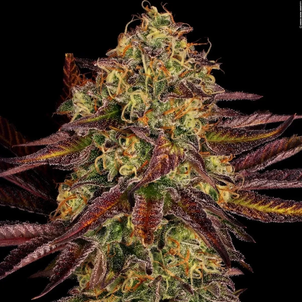 Tangerine Sorbet — image 3