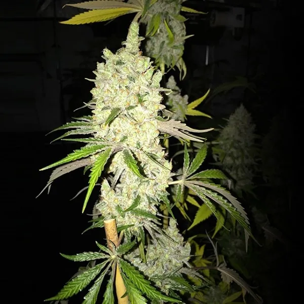 Tangie Ghost Train — image 2