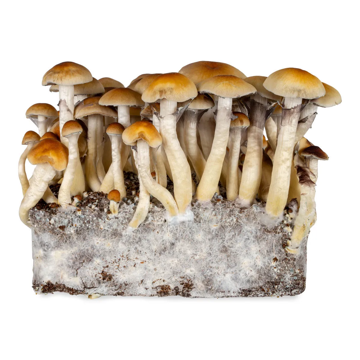 Seringue de culture liquide Thai (Acid Shroomz) — image 3