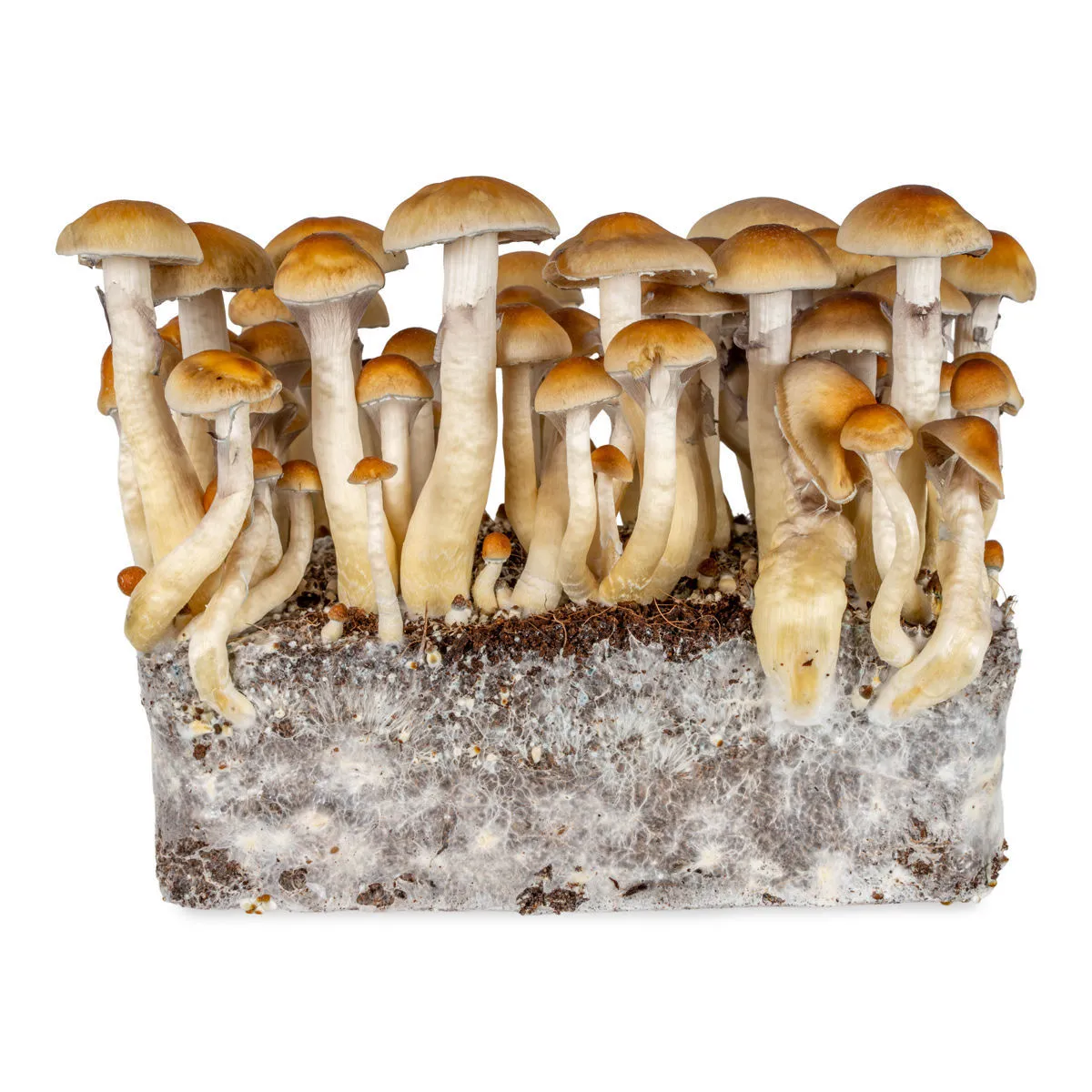 Seringue de culture liquide Thai (Acid Shroomz) — image 4