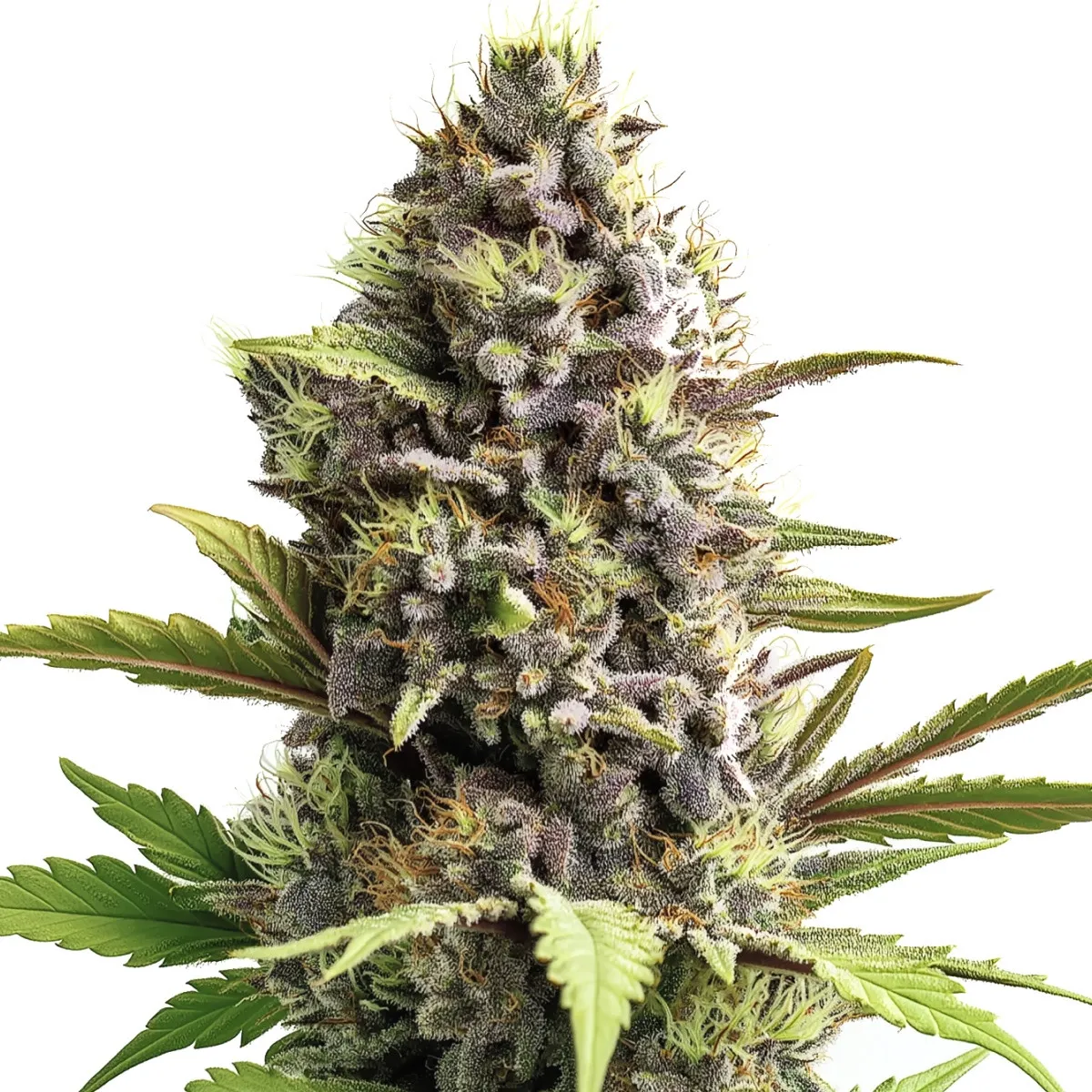 Trainwreck — image 2