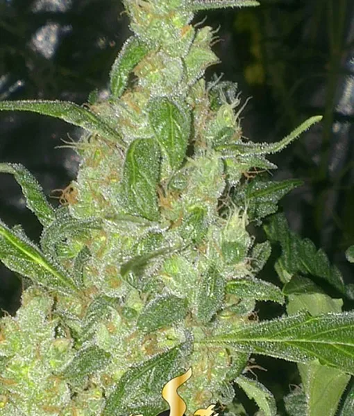 Turing Autoflowering — image 2