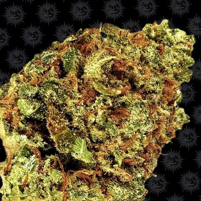 Watermelon Zkittlez — image 2