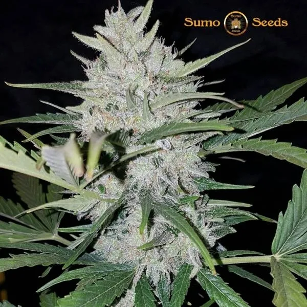 White Cheese Auto — image 2