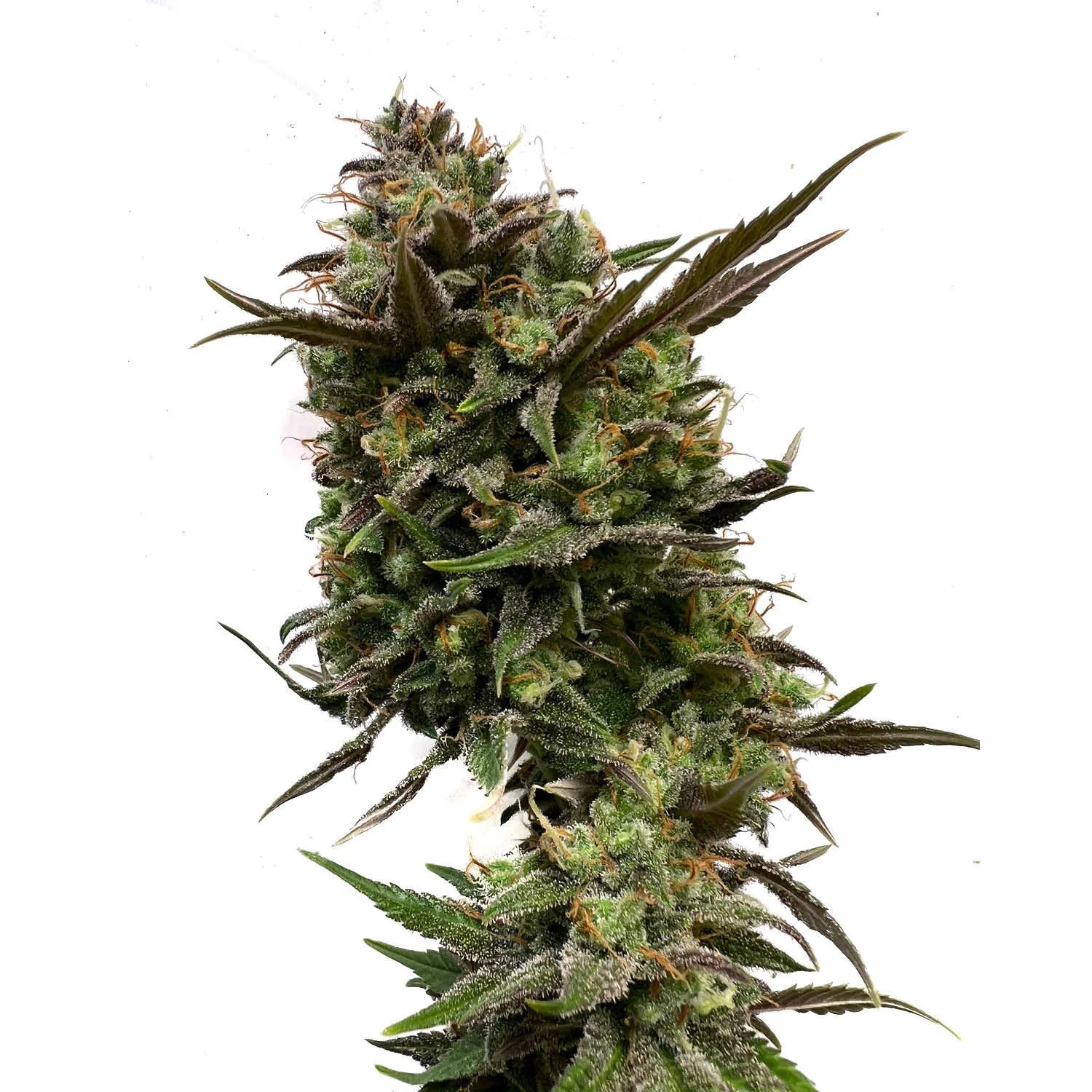 White Choco — image 2