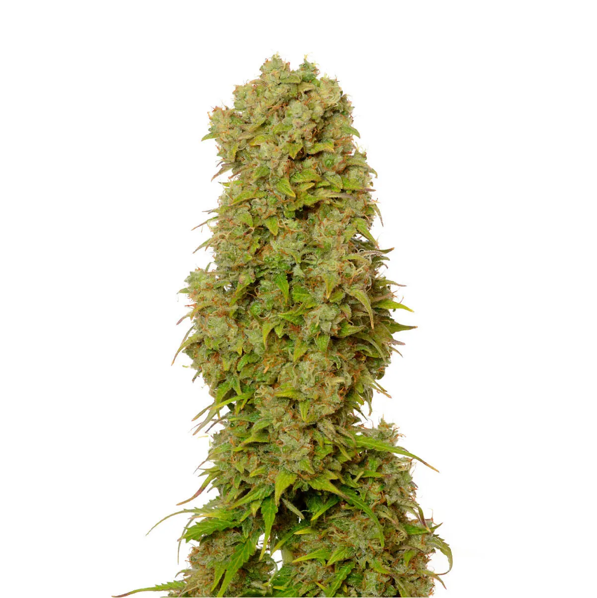 White Choco Autoflower — image 2