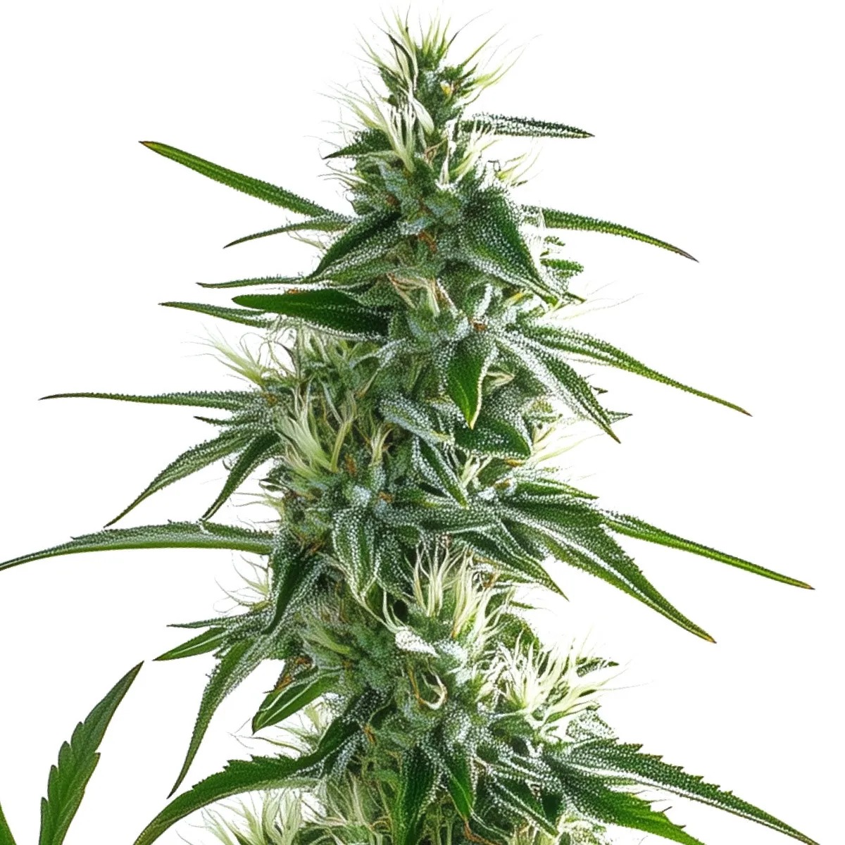 White Widow — image 2