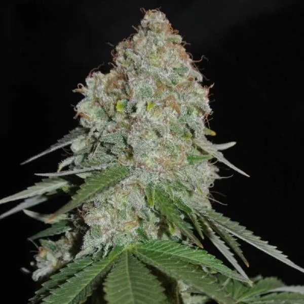 White Widow Original — image 2