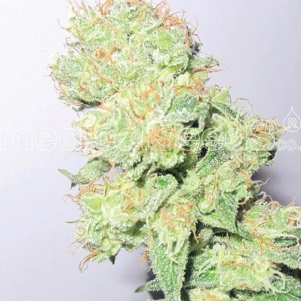 Y Griega CBD