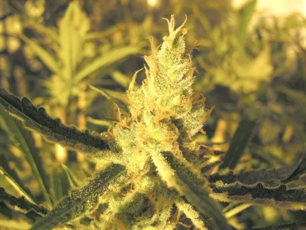 Y Griega CBD — image 2