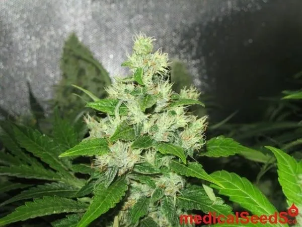 Y Griega CBD — image 3