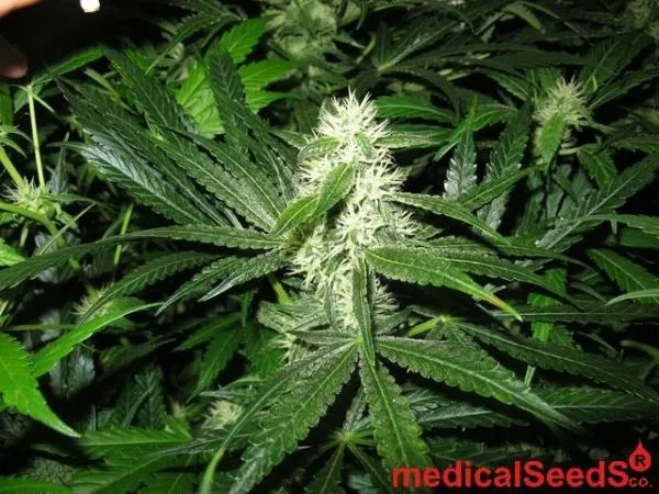Y Griega CBD — image 4